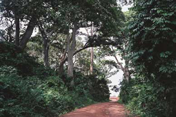 Sacred grove in Ghana — ancestral land of the Benimasi-Boadi community, protected for generations